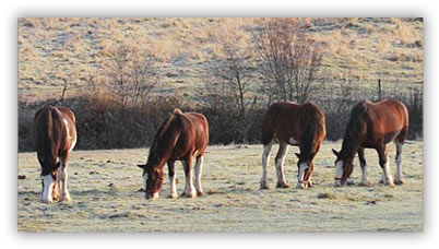 Ferme Lacoulée et Filles